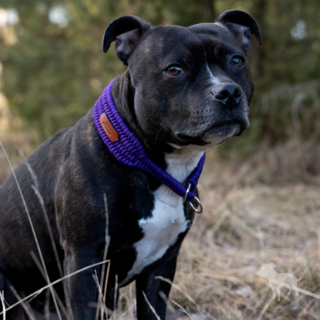 Wide Retriever Collar