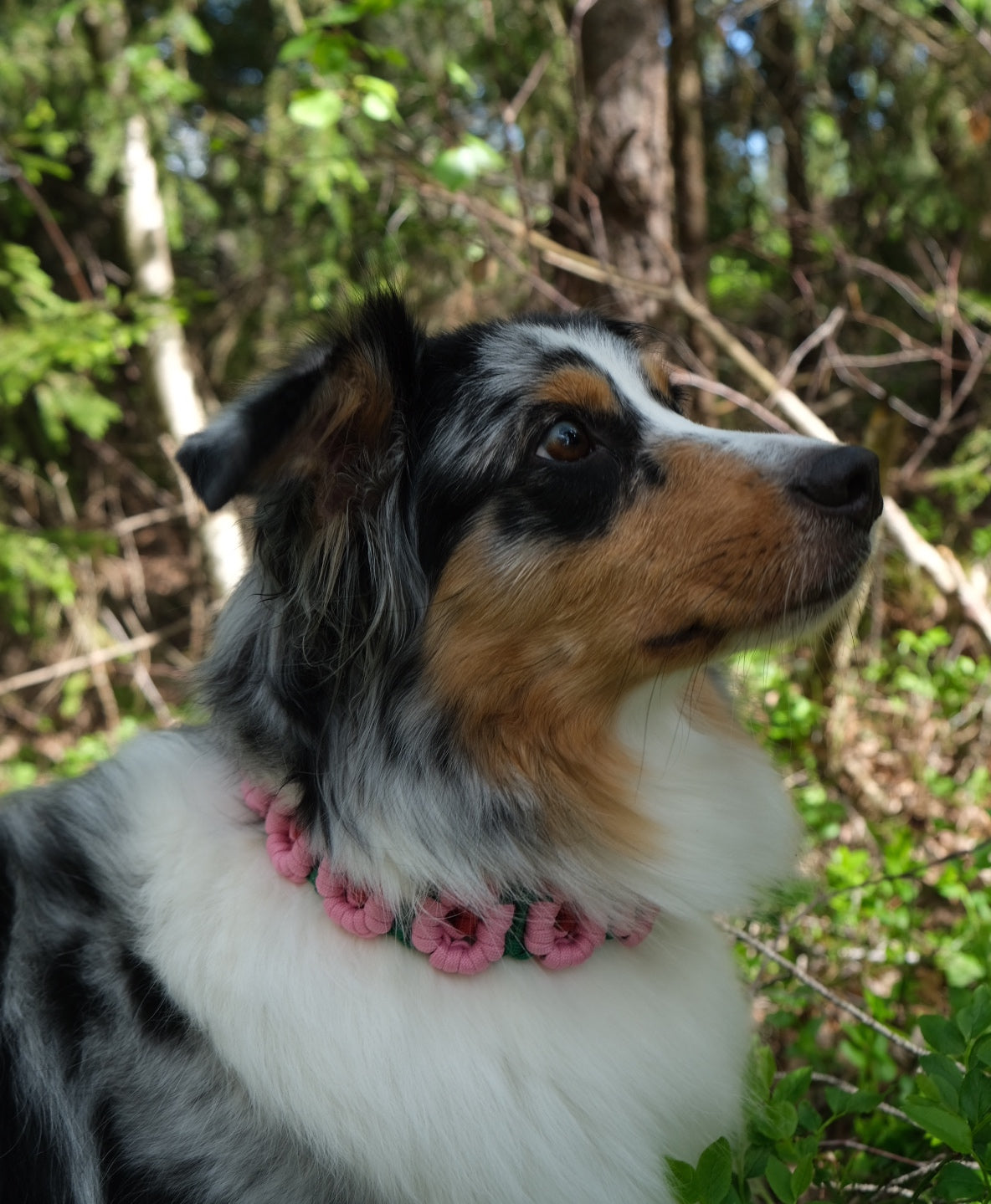 Midsummer Retriever Collar