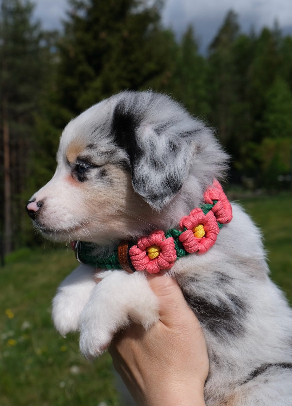 Midsummer Retriever Collar