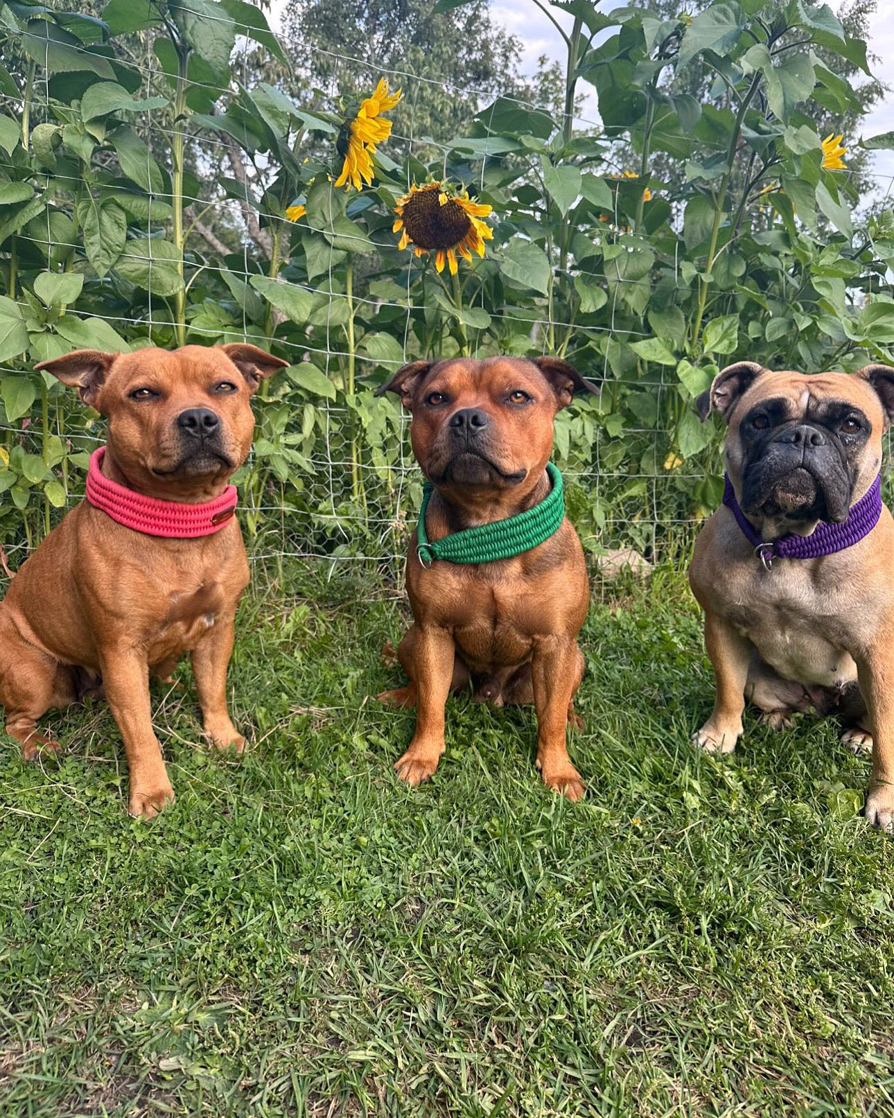 Wide Retriever Collar