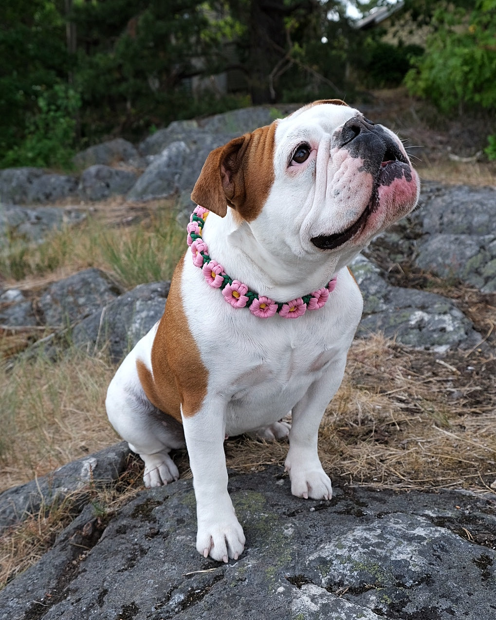 Midsummer Retriever Collar