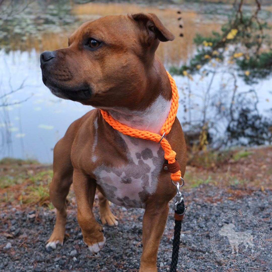 Retriever Collar